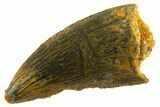 Serrated Raptor Tooth - Real Dinosaur Tooth #332445-1